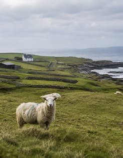 Irlanda