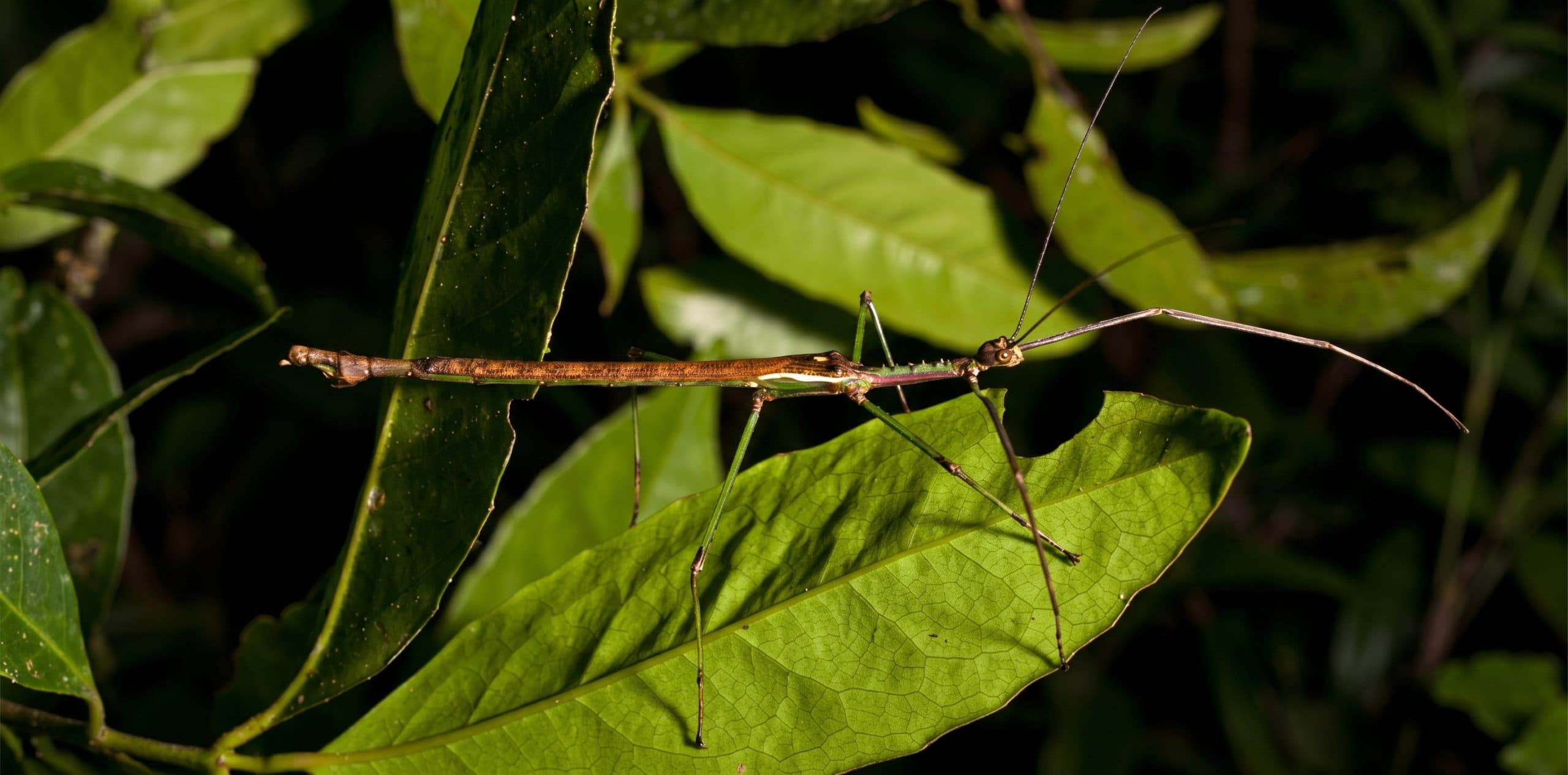 Nuevas especies de insecto palo en Australia: una estuvo oculta a plena vista y otra vive en un bosque al borde de desaparecer