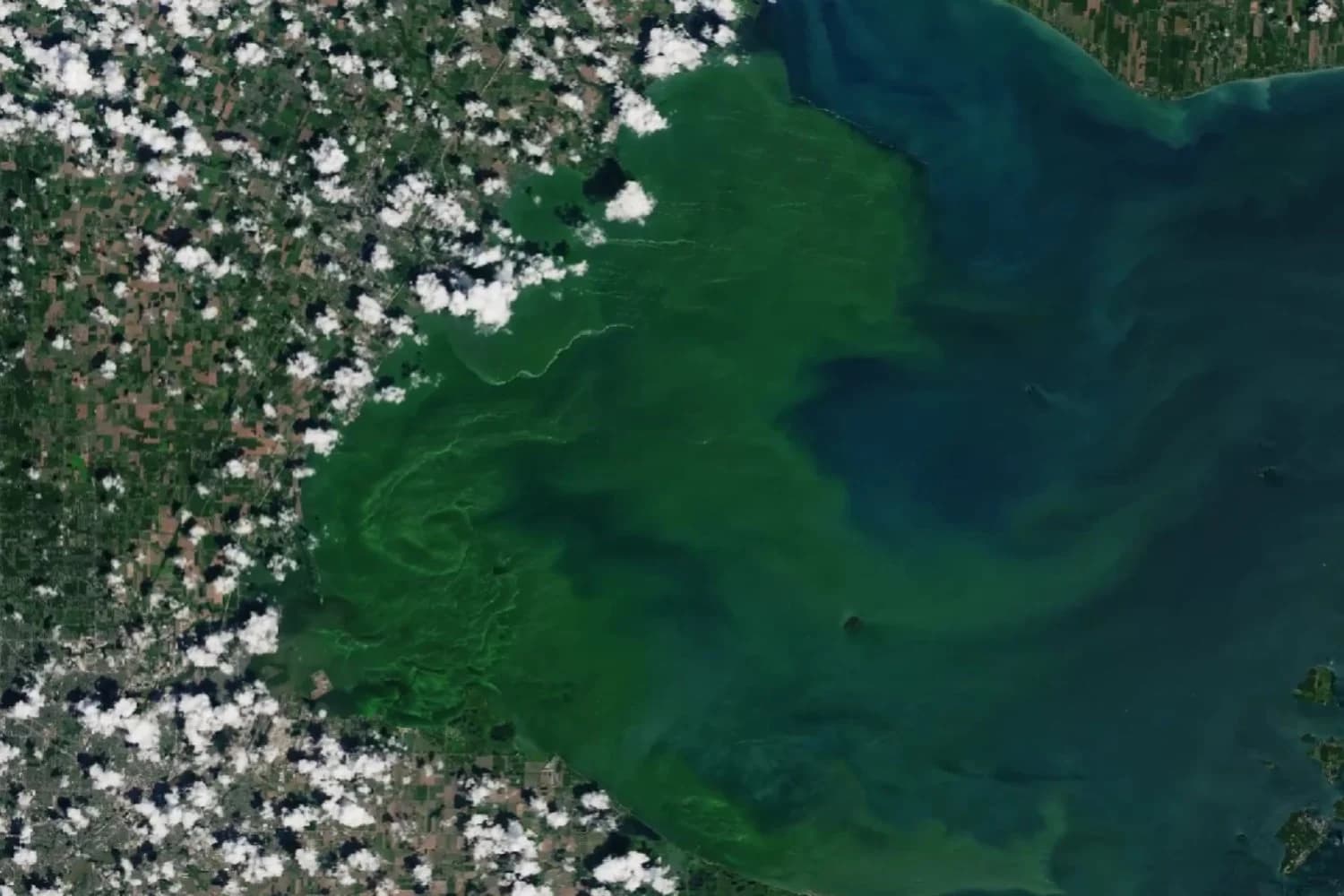 Mancha verde en las islas Chatham: qué es la floración de fitoplancton que se vio desde el espacio
