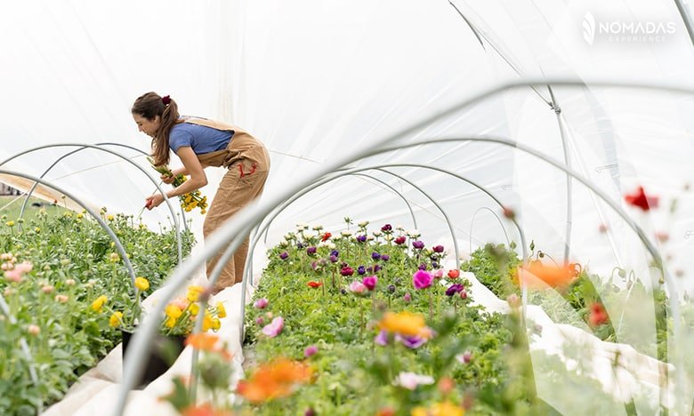 Trabajar en Nueva Zelanda