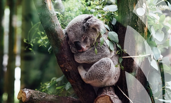 Santuario de animales en Brisbane