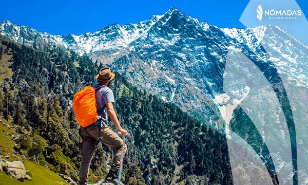 ¿Cómo nace la bandera de Nueva Zelanda?