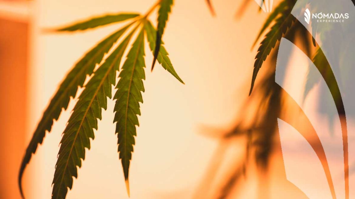 Consumo de matihuana en Canadá