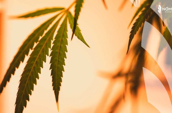 Consumo de matihuana en Canadá