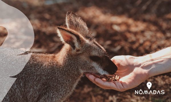 Canguro Australiano - Un animal único y majestuoso