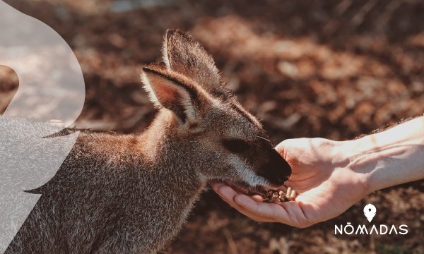 Un poco más de la cultura local australiana