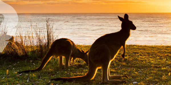 Marsupiales, las estrellas del país