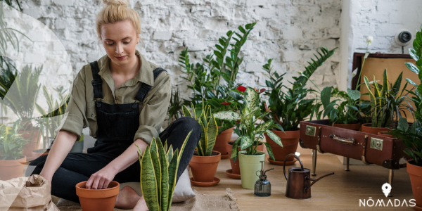 Oportunidades de empleo sin requerir experiencia  - jardinero