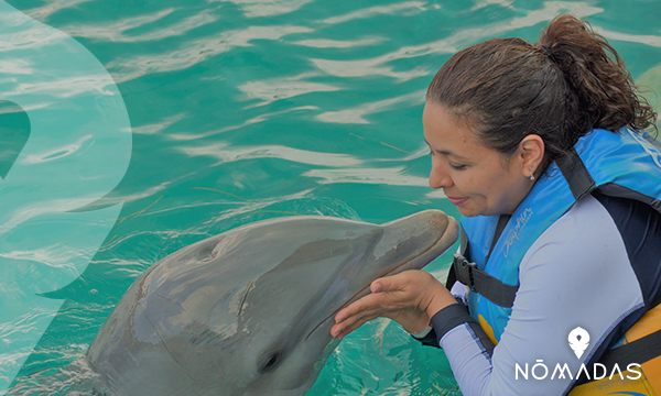 Nadar con delfines  en Perth