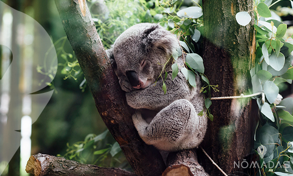 Algo de historia de Australia