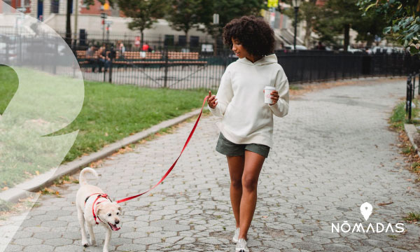 Accesorios para mascotas ideales para viajar