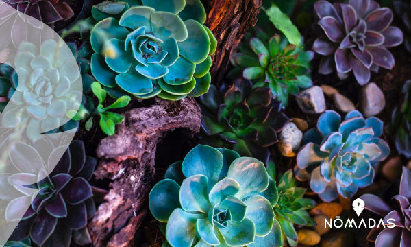 Royal Botanic Gardens, Australia