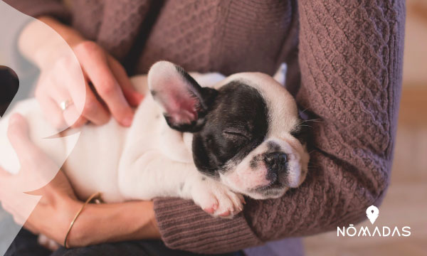 ¿Necesito un permiso especial para viajar con mascotas a Australia?