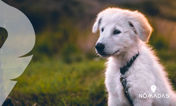 ¿Tu perro puede viajar contigo a Australia?