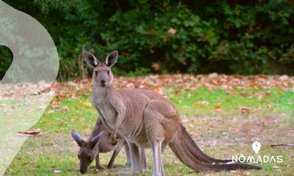 Estudiar en Adelaide, Australia