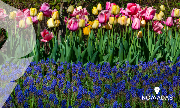 El Jardín Botánico Wellington