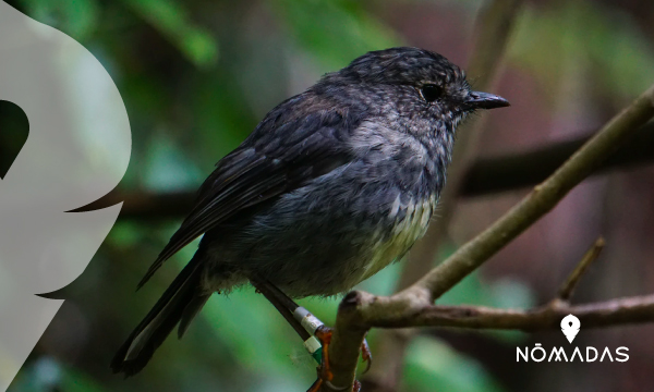 Zealandia Wellington