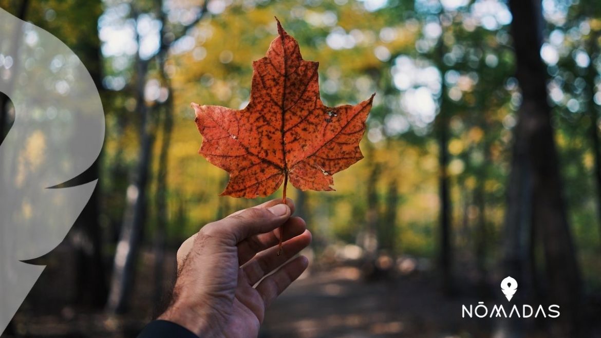 emigrar a canada desde mexico