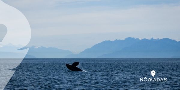 San Juan Islands: hermosa isla para perderse