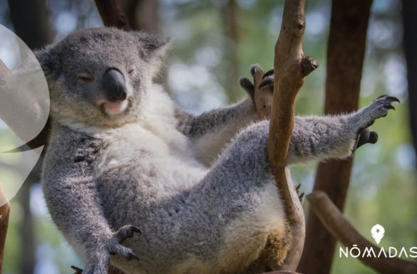 Animales de Australia