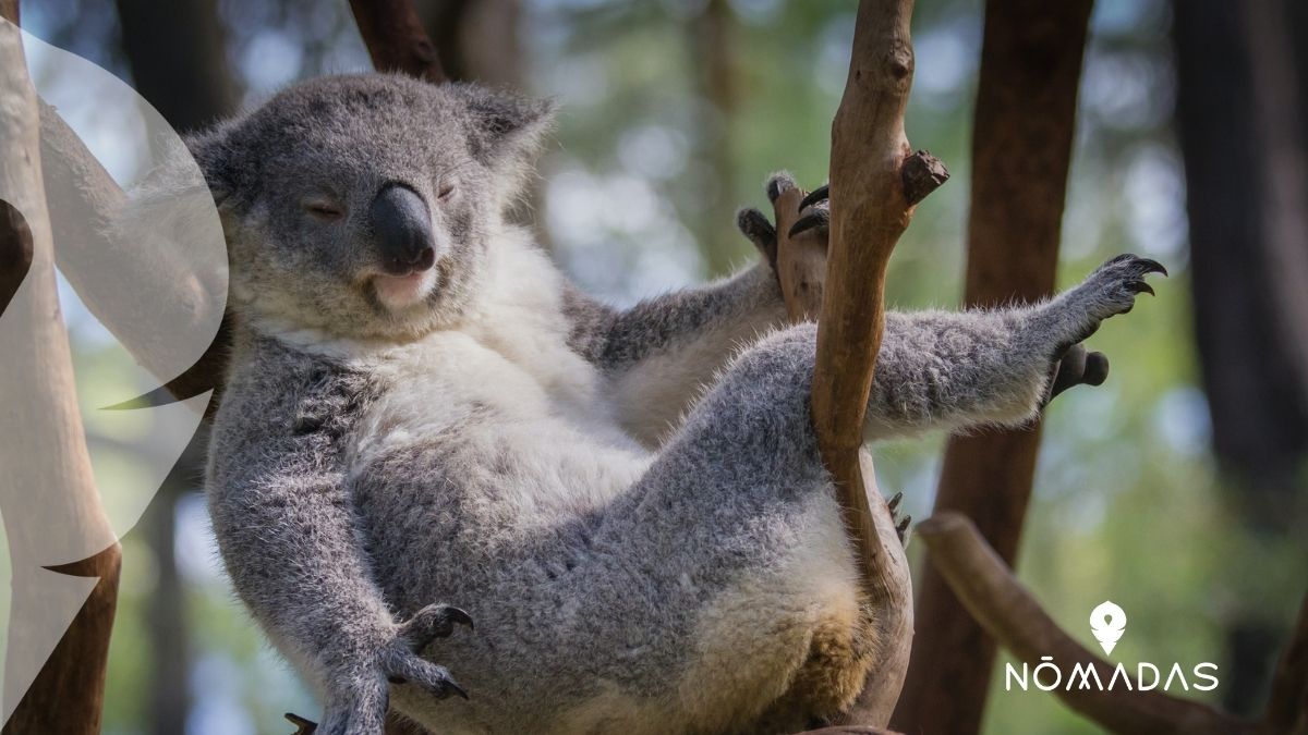 Animales típicos de Australia - Los más raros y peligrosos - Nomadas