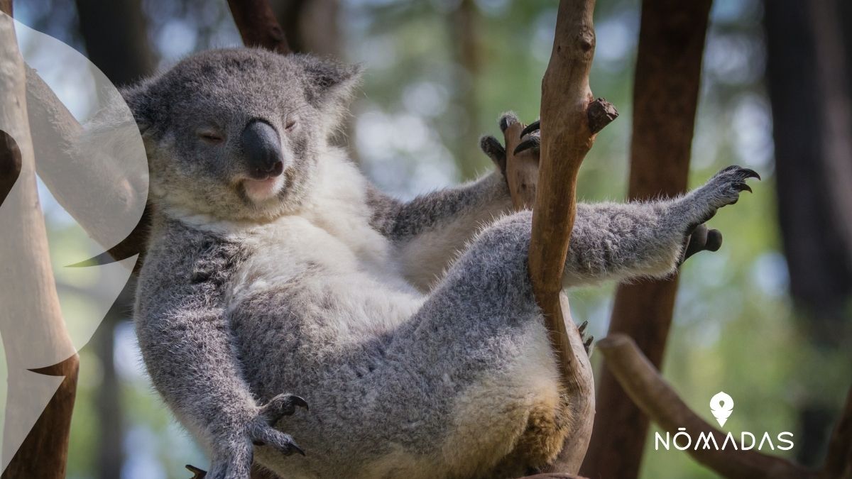 Fructífero comercio Arancel Animales típicos de Australia - Los más raros y peligrosos - Nomadas