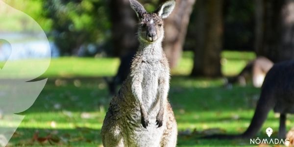 Currumbin Wildlife Sanctuary