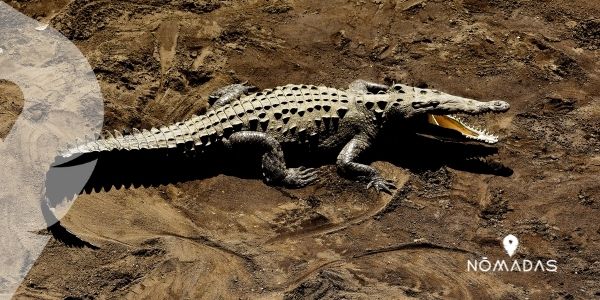 Reptiles y anfibios de Australia