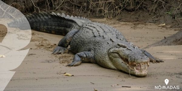 Los cocodrilos en el norte australiano