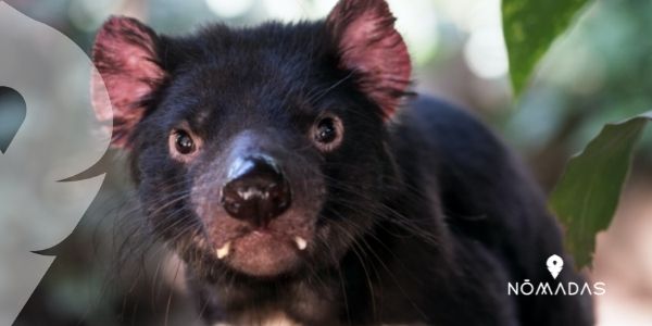 Animales típicos de Australia - Los más raros y peligrosos - Nomadas