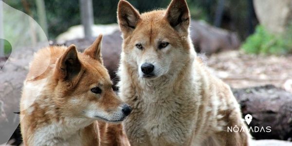 Mamíferos endémicos e importados, Ornitorrinco australiano