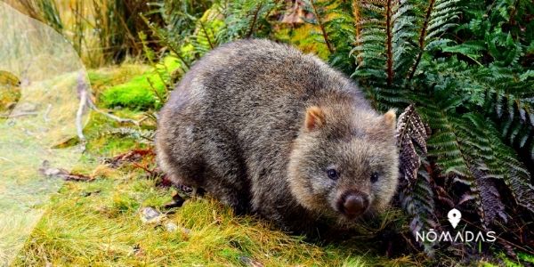 El wombat