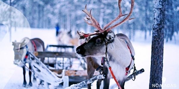 Navidad en Canadá - Tradiciones y costumbres típicas navideñas - Nomadas