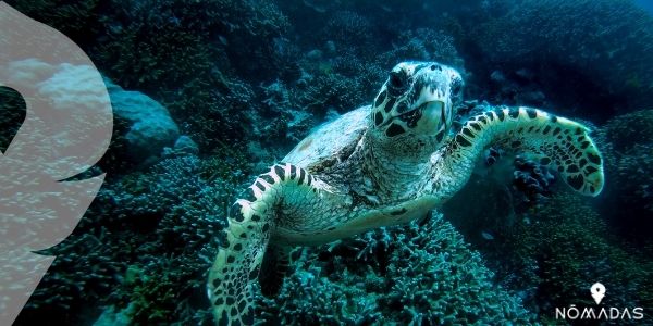 ¿Qué especies de flora y fauna habitan en La Gran Barrera de Coral?
