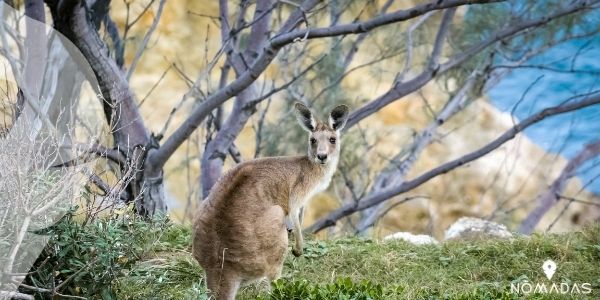 ¿Cuál es la fauna más representativa de Australia? 