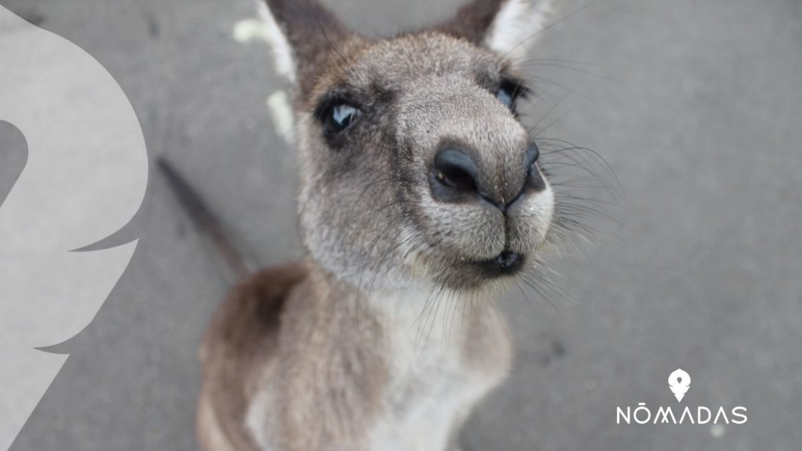 Canguro Australiano _ Curiosidades