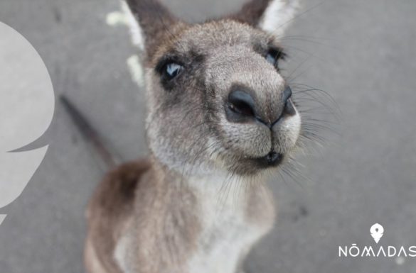 Canguro Australiano _ Curiosidades