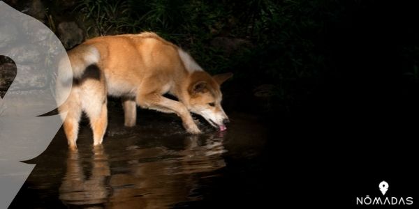 Características de los dingos australianos