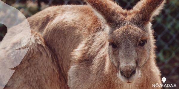 Curiosidades del canguro australiano