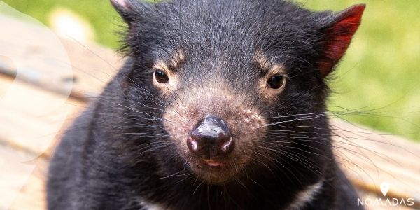 Curiosidades del demonio de Tasmania