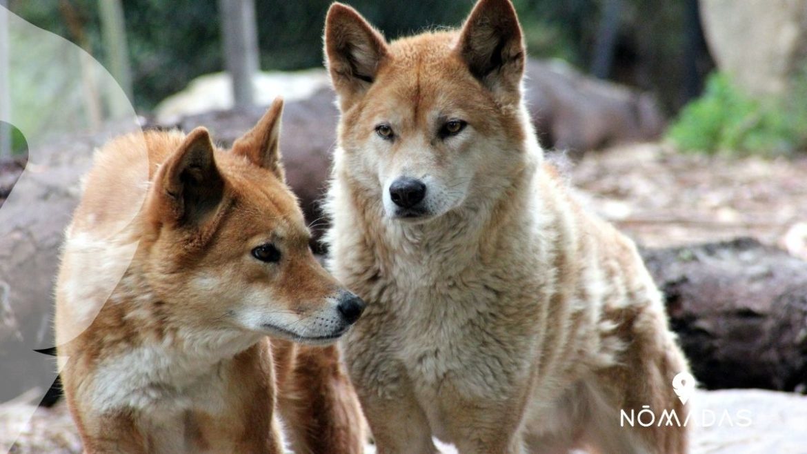 Curiosidades del dingo australiano