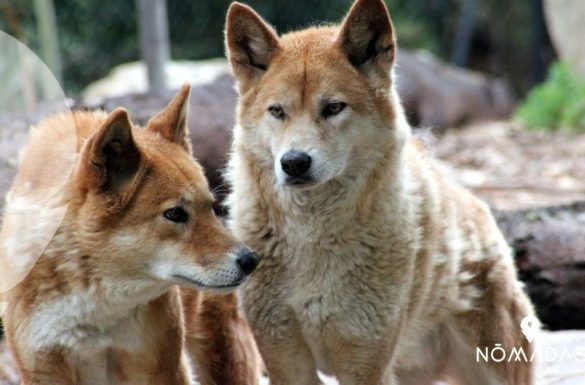 Curiosidades del dingo australiano