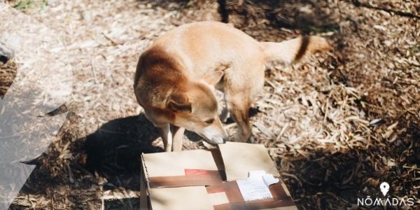 Curiosidades sobre los dingos australianos