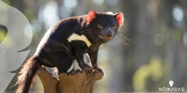 ¿Cuáles son los animales australianos en peligro de extinción?