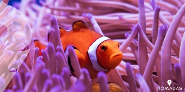 Datos interesantes de la gran Barrera de coral de Australia