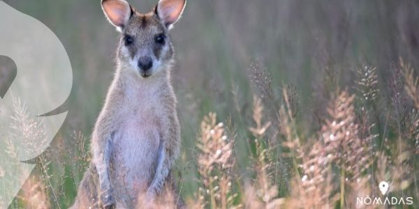 Datos interesantes del canguro australiano