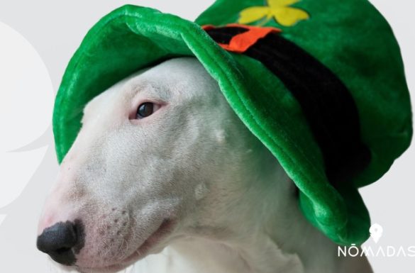 Día de San Patricio _ Historia _