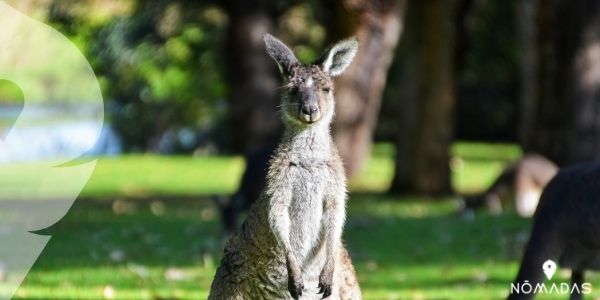 Currumbin Wildlife Sanctuary