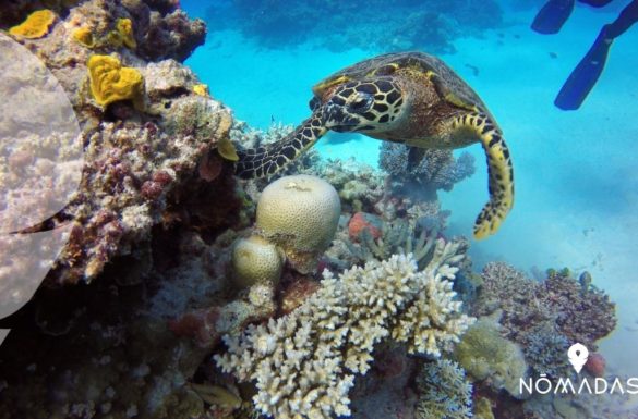 Gran Barrera de Coral de Australia