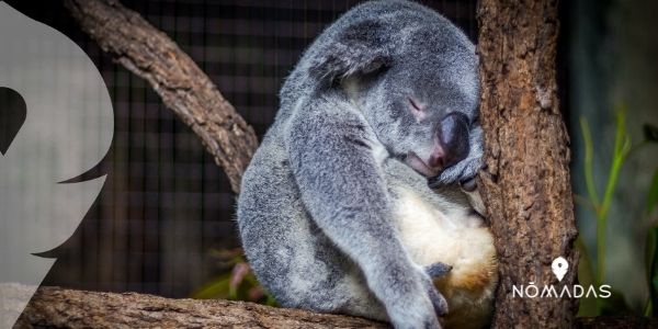 Hablemos un poco sobre el koala australiano